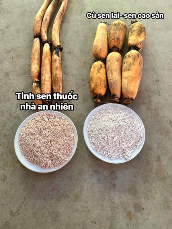 Tinh bột củ sen hồng canh tác tự nhiên nguyên chất tổng quan