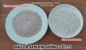Tinh bột củ sen không thay thế được bữa ăn đủ chất buổi sáng