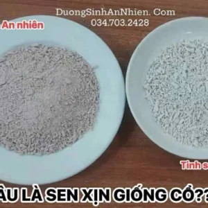 Tinh bột củ sen hồng [giống cổ] canh tác tự nhiên nguyên chất