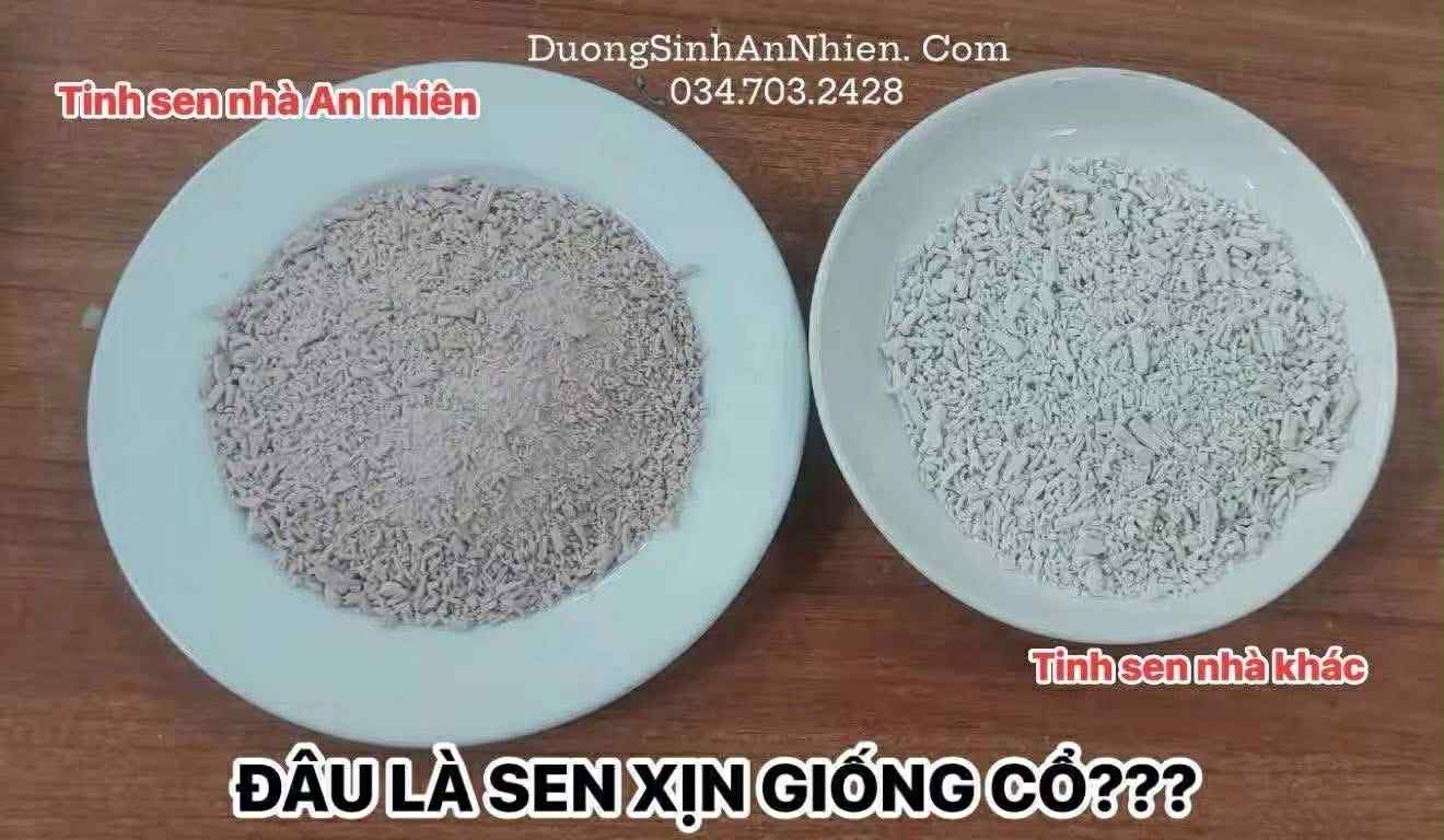 TINH BỘT CỦ SEN HỒNG [GIỐNG CỔ] CANH TÁC TỰ NHIÊN NGUYÊN CHẤT