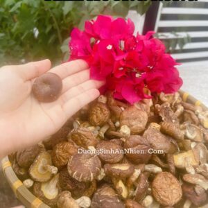 NẤM HƯƠNG RỪNG TỰ NHIÊN