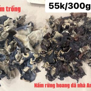 NẤM NHĨ ĐEN RỪNG HOANG DÃ