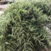 CAO NGẢI CỨU RỪNG khi pha, nấu