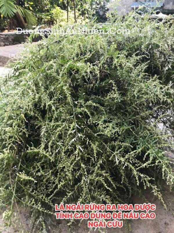 CAO NGẢI CỨU RỪNG khi pha, nấu