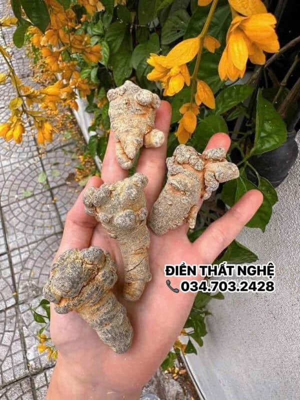 ĐIỀN THẤT NGHỆ HÀNG DƯỢC 200GRAM [Tiêu u- Dưỡng huyết- Tán Huyết hư] quy cách đóng gói