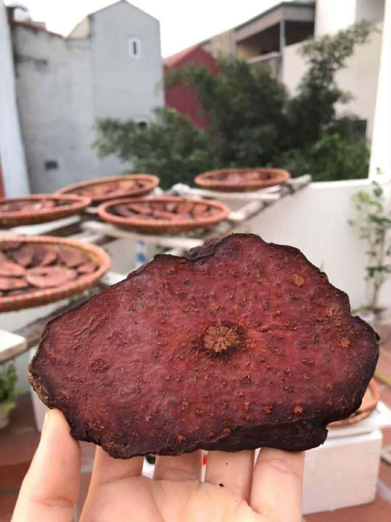 Hà thủ ô rừng – ảnh thực tế 1