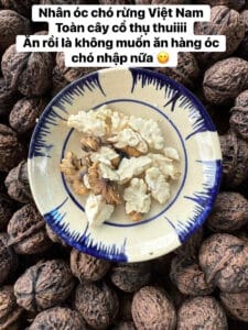 Nhân óc chó rừng An Nhiên