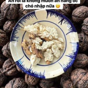 NHÂN ÓC CHÓ RỪNG VIỆT NAM GIỐNG CỔ THUẦN CHỦNG