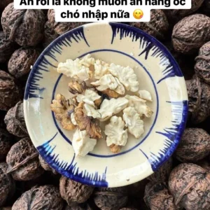 Nhân óc chó rừng Việt Nam giống cổ thuần chủng