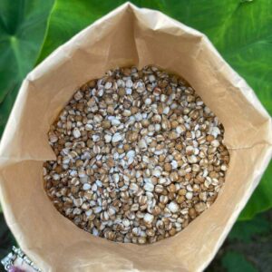 Ý DĨ GIỐNG CỔ HỮU CƠ NGUYÊN CÁM XÁT LỨT 500GR