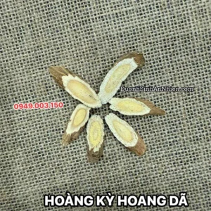 Hoàng kỳ hoang dã hàng dược