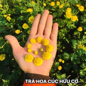 TRÀ HOA CÚC HỮU CƠ [CÚC CỔ TRÀ- CÚC CHI CỔ]