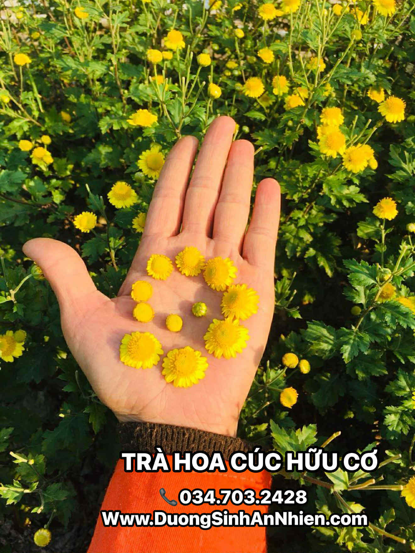 TRÀ HOA CÚC HỮU CƠ [CÚC CỔ TRÀ- CÚC CHI CỔ]