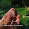 Mơ muối Umeboshi THỰC DƯỠNG 500Gr khi pha, nấu