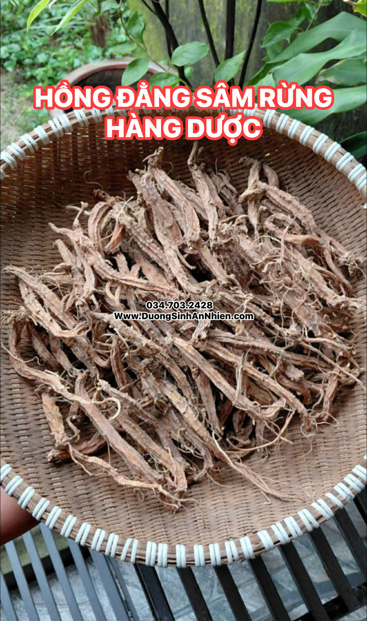 HỒNG ĐẲNG SÂM RỪNG HÀNG DƯỢC 100Gr