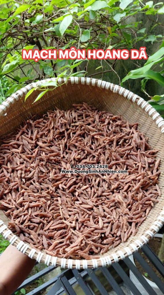 Mạch môn – ảnh thực tế 1
