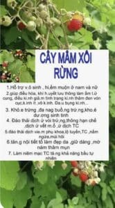 Trà mâm xôi An Nhiên