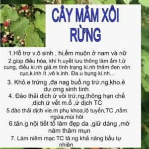 TRÀ MÂM XÔI RỪNG PHƠI NẮNG TỰ NHIÊN GÓI 500gr