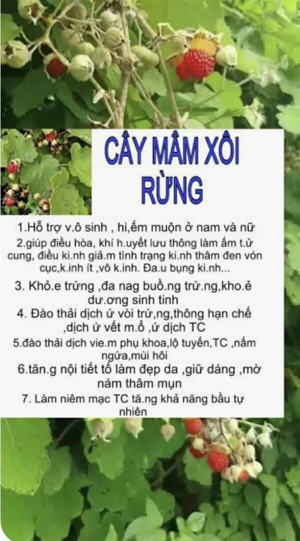 Trà mâm xôi rừng cận cảnh