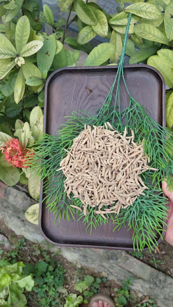 SÂM THÁI TỬ RỪNG TỰ NHIÊN 100gr