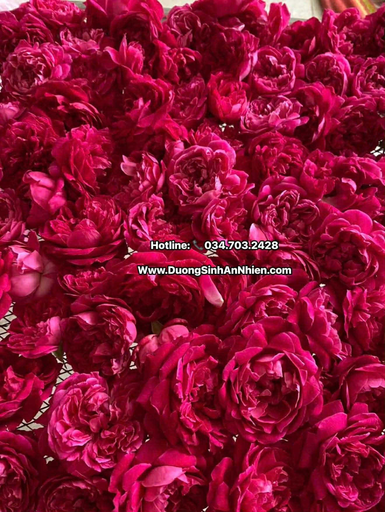 Trà hoa hồng cổ Hữu cơ