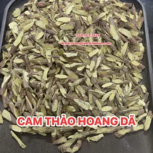 Cam thảo rừng hoang dã