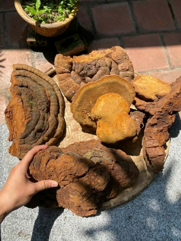NẤM LINH CHI THƯỢNG HOÀNG HOANG DÃ LÂU NĂM 200Gram màu sắc tự nhiên