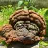NẤM LINH CHI THƯỢNG HOÀNG HOANG DÃ LÂU NĂM 200Gram