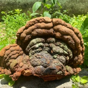 Nấm linh chi thượng hoàng hoang dã lâu năm