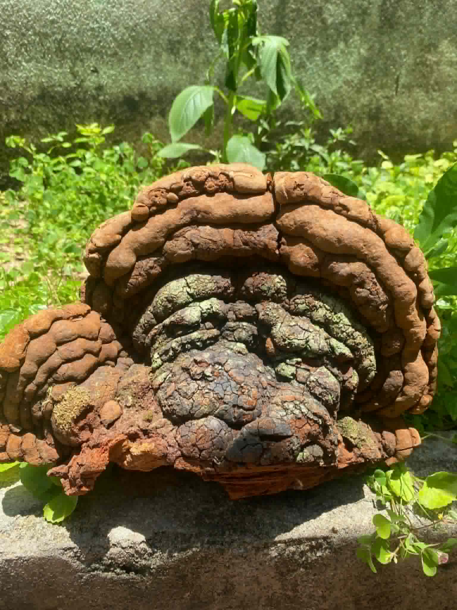 NẤM LINH CHI THƯỢNG HOÀNG HOANG DÃ LÂU NĂM 200Gram