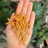 NẤM HẠ THẢO TỰ NHIÊN TÂY TẠNG 50GR(HÀNG ORDER) khi pha, nấu