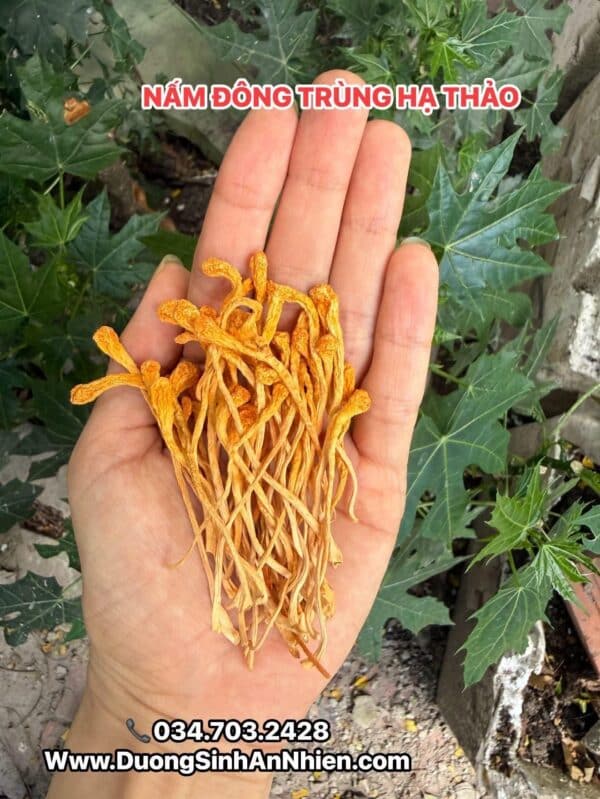 NẤM HẠ THẢO TỰ NHIÊN TÂY TẠNG 50GR(HÀNG ORDER) khi pha, nấu