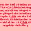 TRÀ HOA ĐẬU GẠO DƯỠNG NHAN 500GR (sơ can giải uất) khi pha, nấu