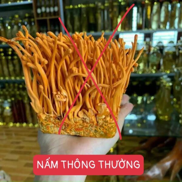 NẤM HẠ THẢO TỰ NHIÊN TÂY TẠNG 50GR(HÀNG ORDER) màu sắc tự nhiên