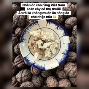 Nhân óc chó rừng