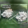 Tinh bột sắn dây